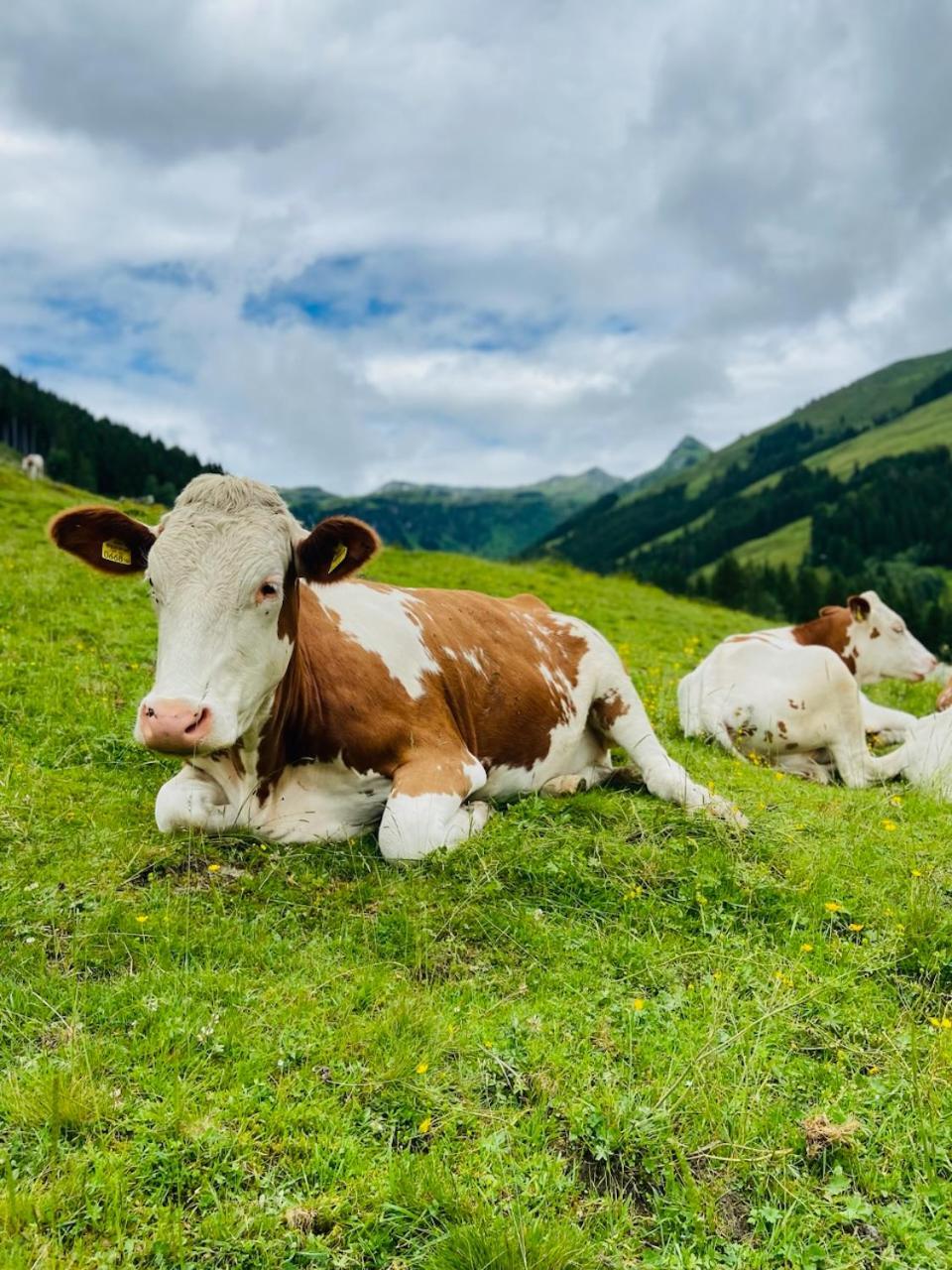 Appartement Mountain & Fun Saalbach-Hinterglemm Eksteriør billede